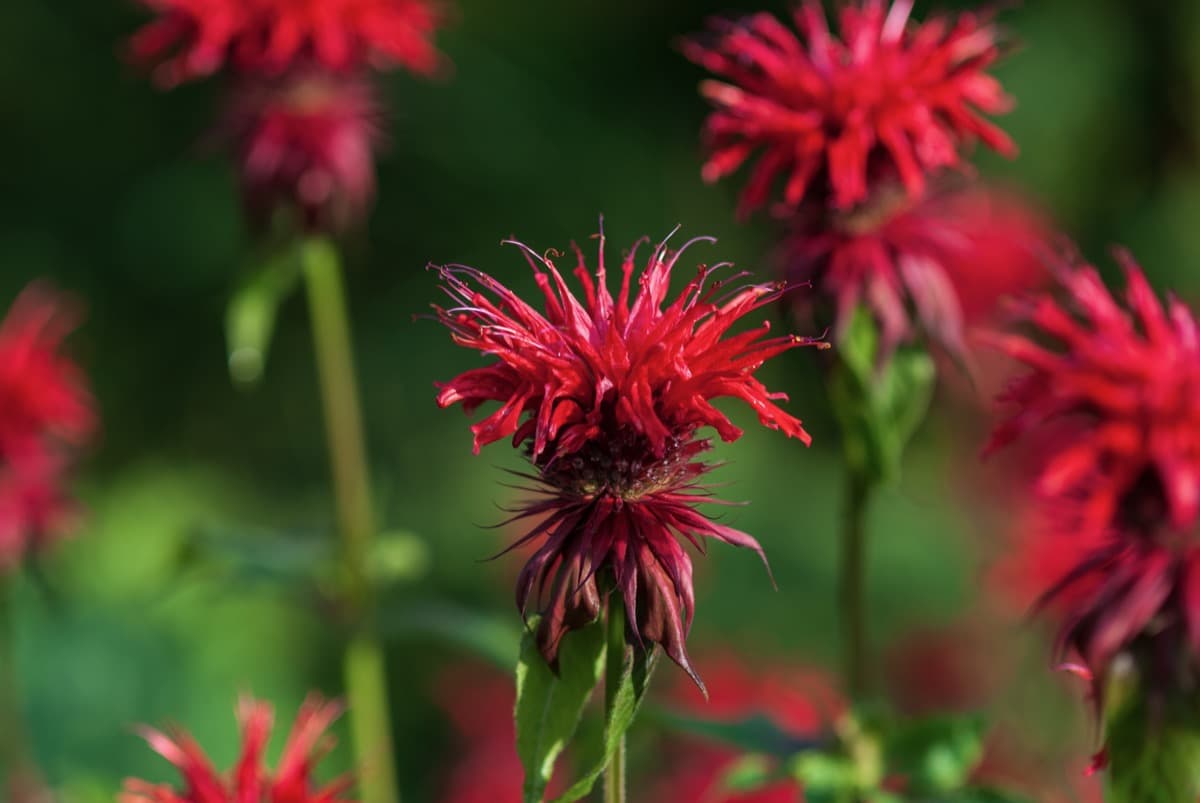 How to Grow and Care for Scarlet Bee Balm