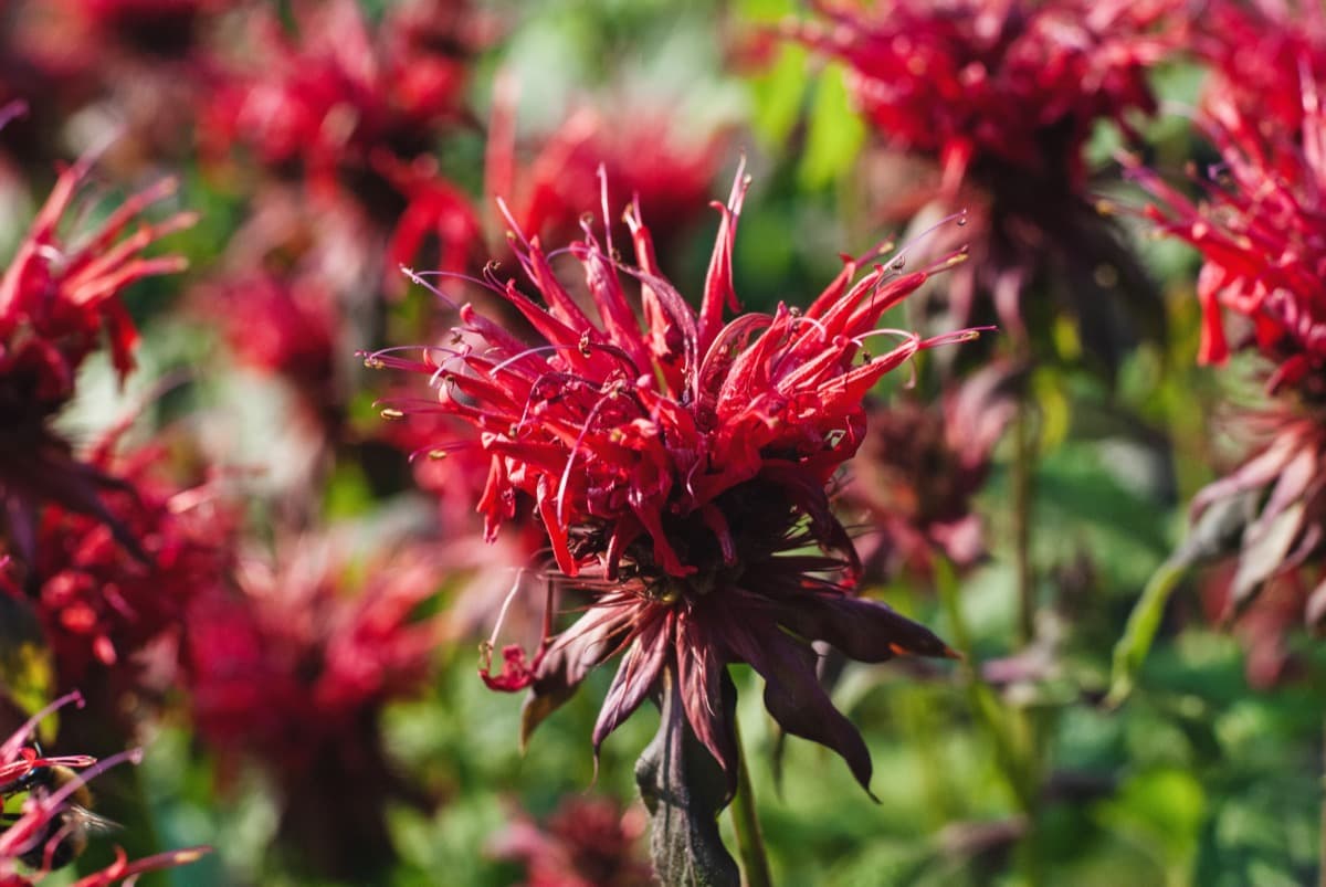 Scarlet Bee Balm Red
