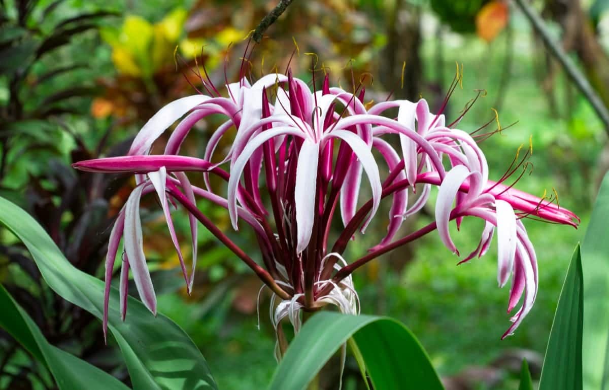 How to Grow and Care for Spider Lily