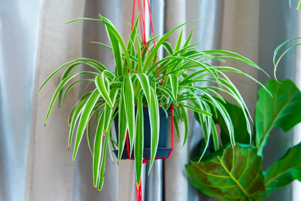 How to Grow and Care for Spider Plant