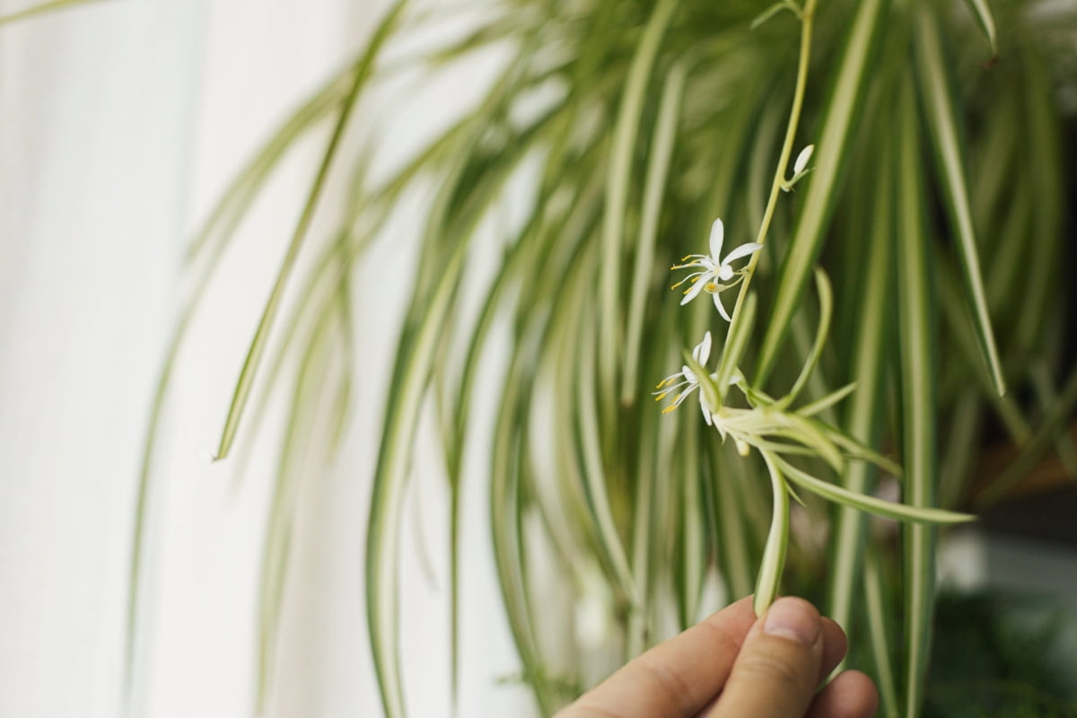 Flowers of Spider Plant