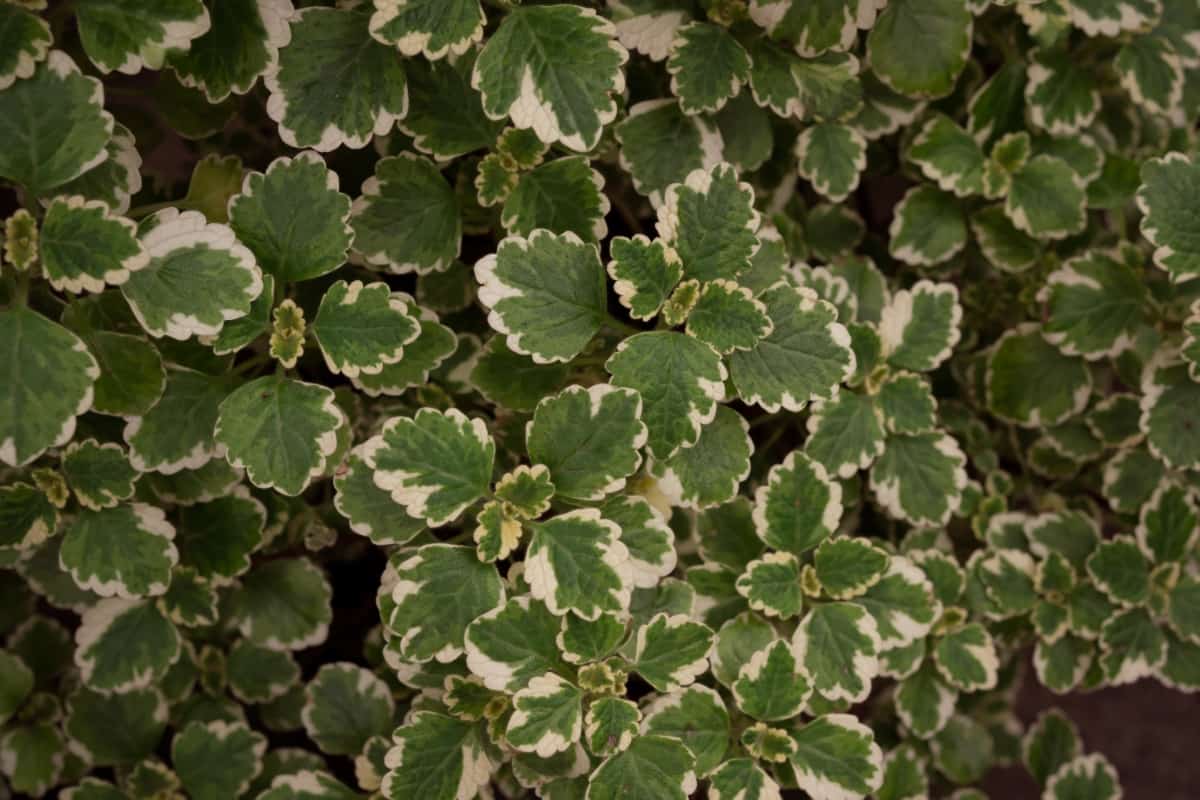 How to Grow and Care for Swedish Ivy