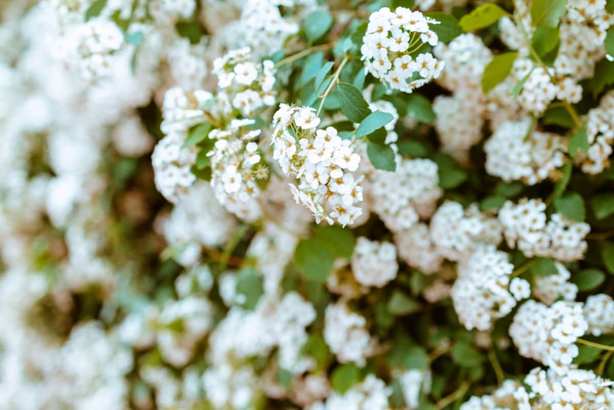 How to Grow and Care for Viburnum Flowers