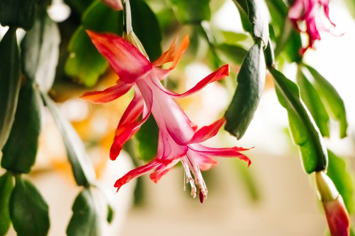 How to Grow and Care for a Christmas Cactus
