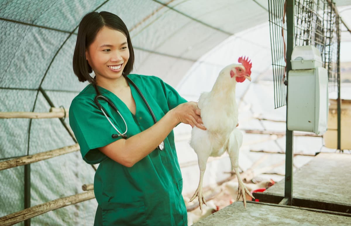 How to Identify and Treat Bumblefoot in Chickens