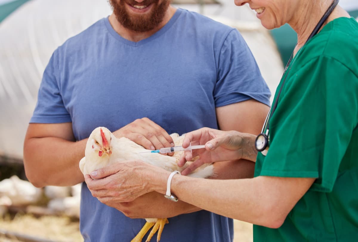 Preventing and Managing Bumblefoot in Your Chicken Flock