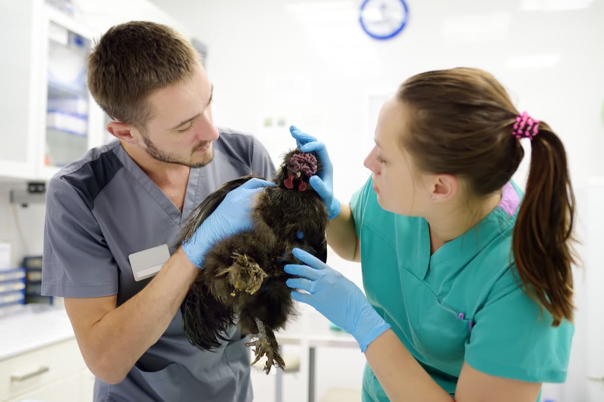 Expert Advice on Bumblefoot Prevention and Treatment in Chickens