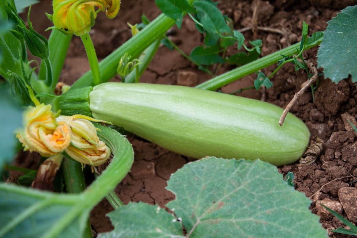 How to Identify and Treat Zucchini Diseases