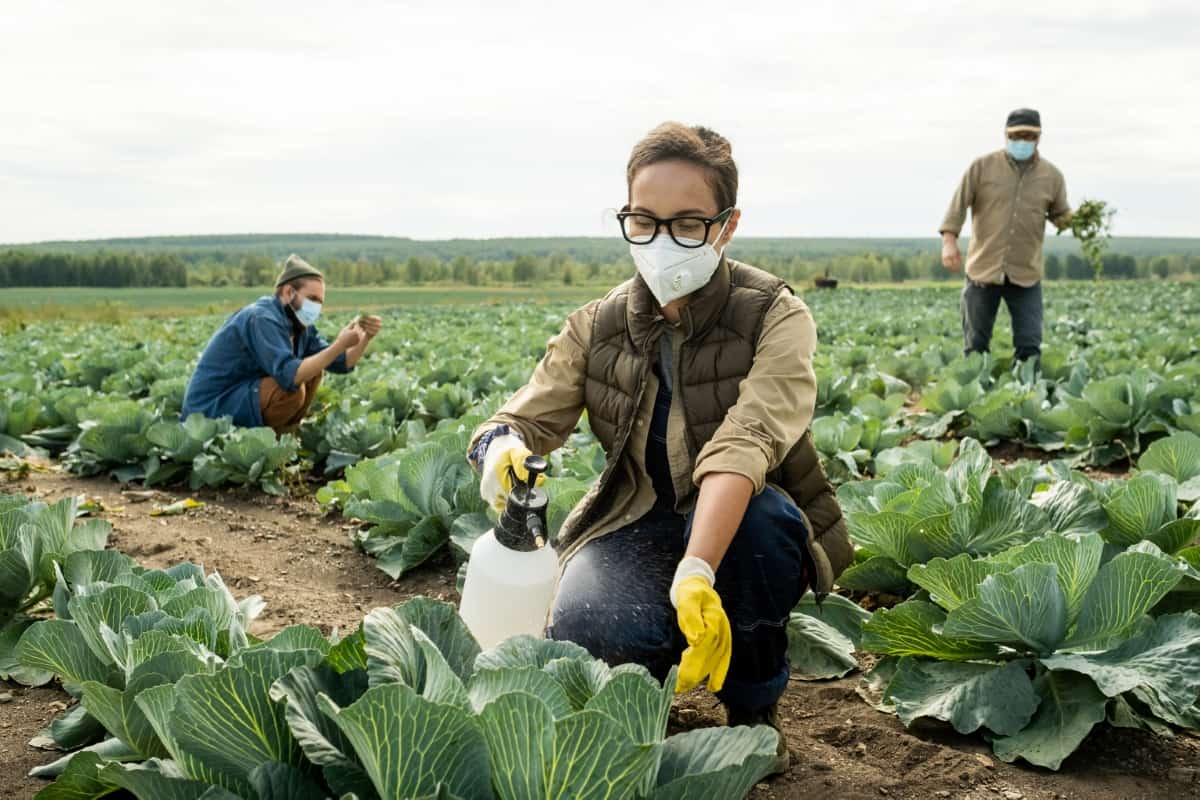 Farmer Spraying Green Cabbage Heads with Pesticides