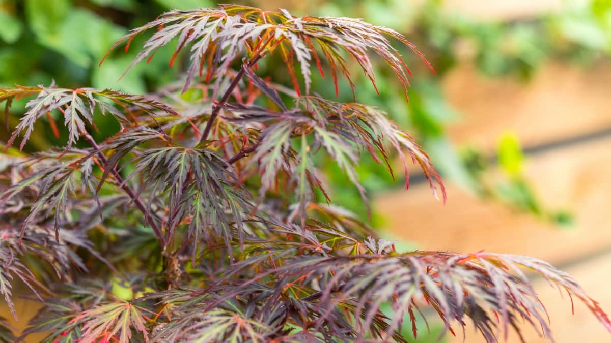 How to Plant, Grow, and Care for Japanese Maple
