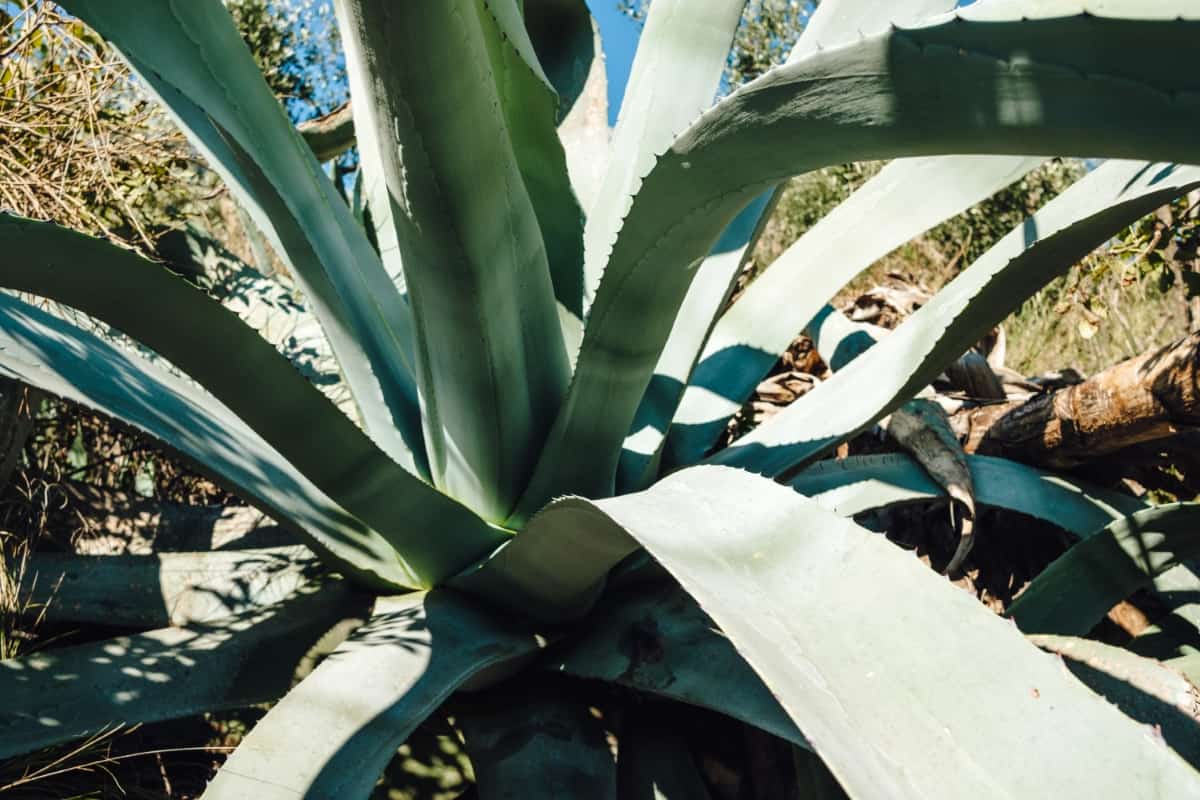 How to Plant and Care for Agave Succulent