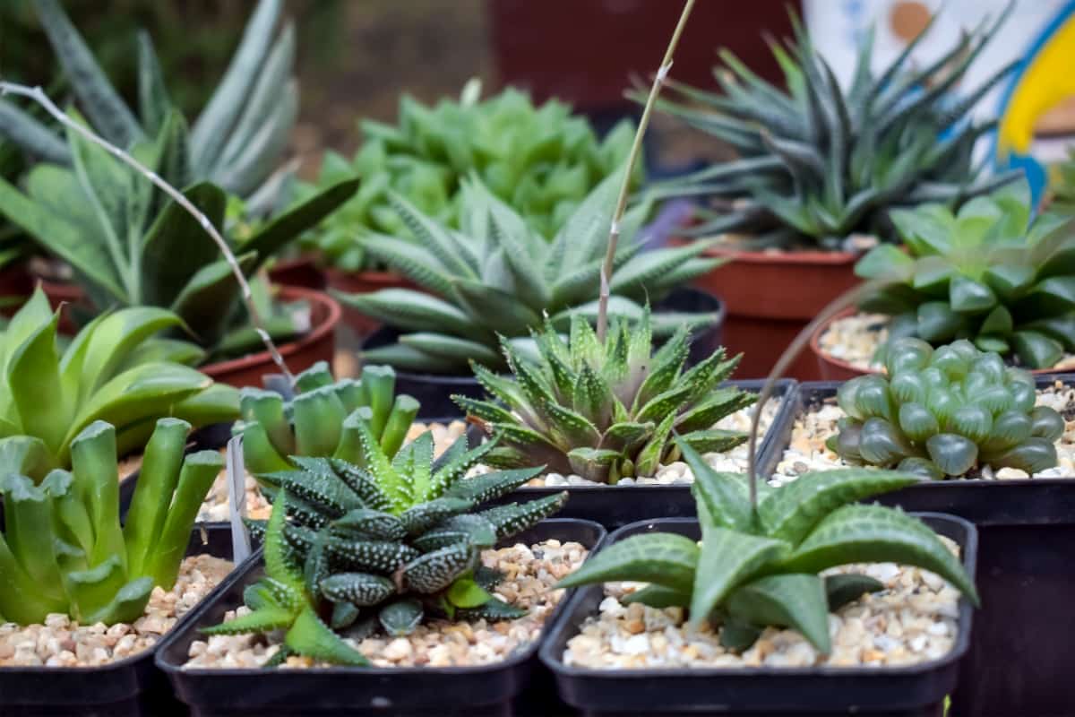 Different Varietal Agave Succulent Plants