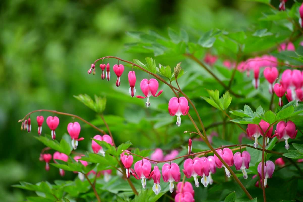 How to Plant and Care for Bleeding Hearts