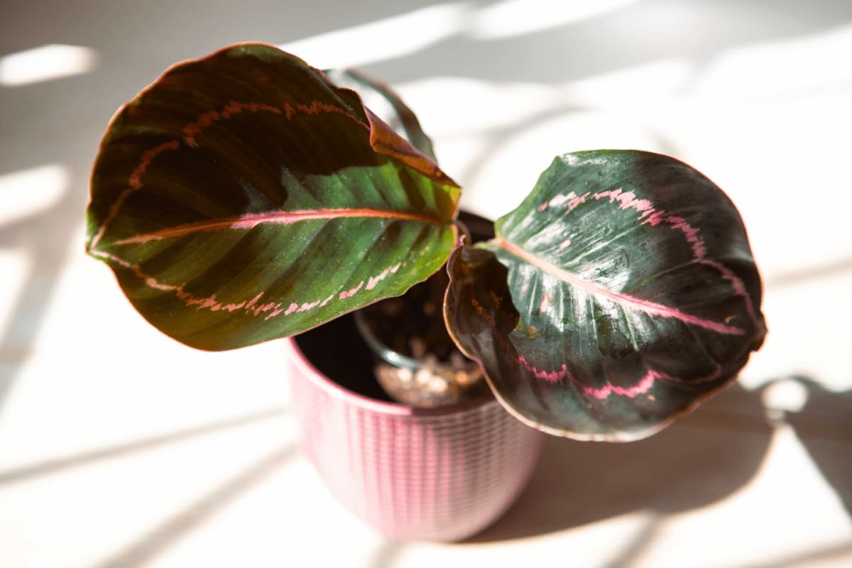 How to Plant and Care for Calathea