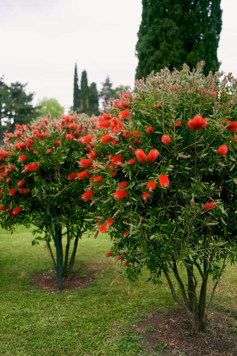 How to Plant and Care for Callistemon