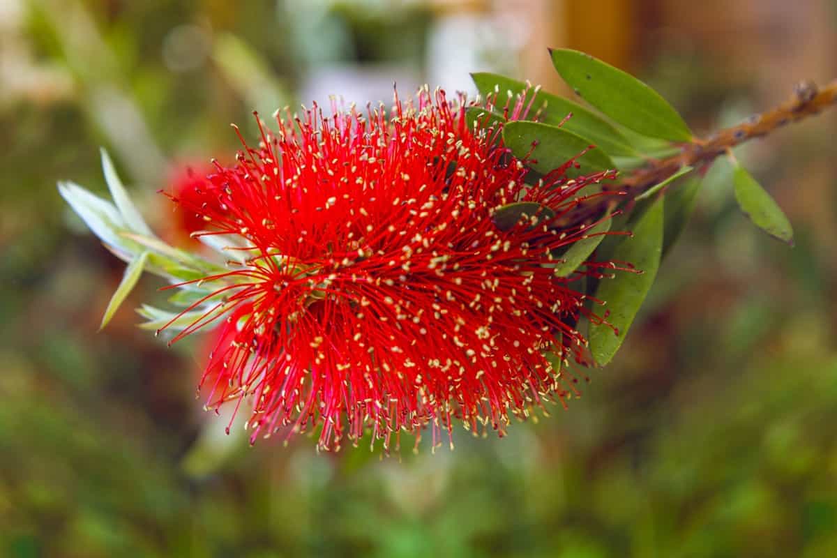 Callistemon Flower Red