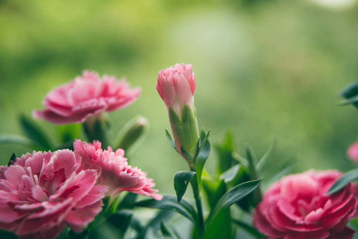 How to Plant and Care for Carnation Flowers