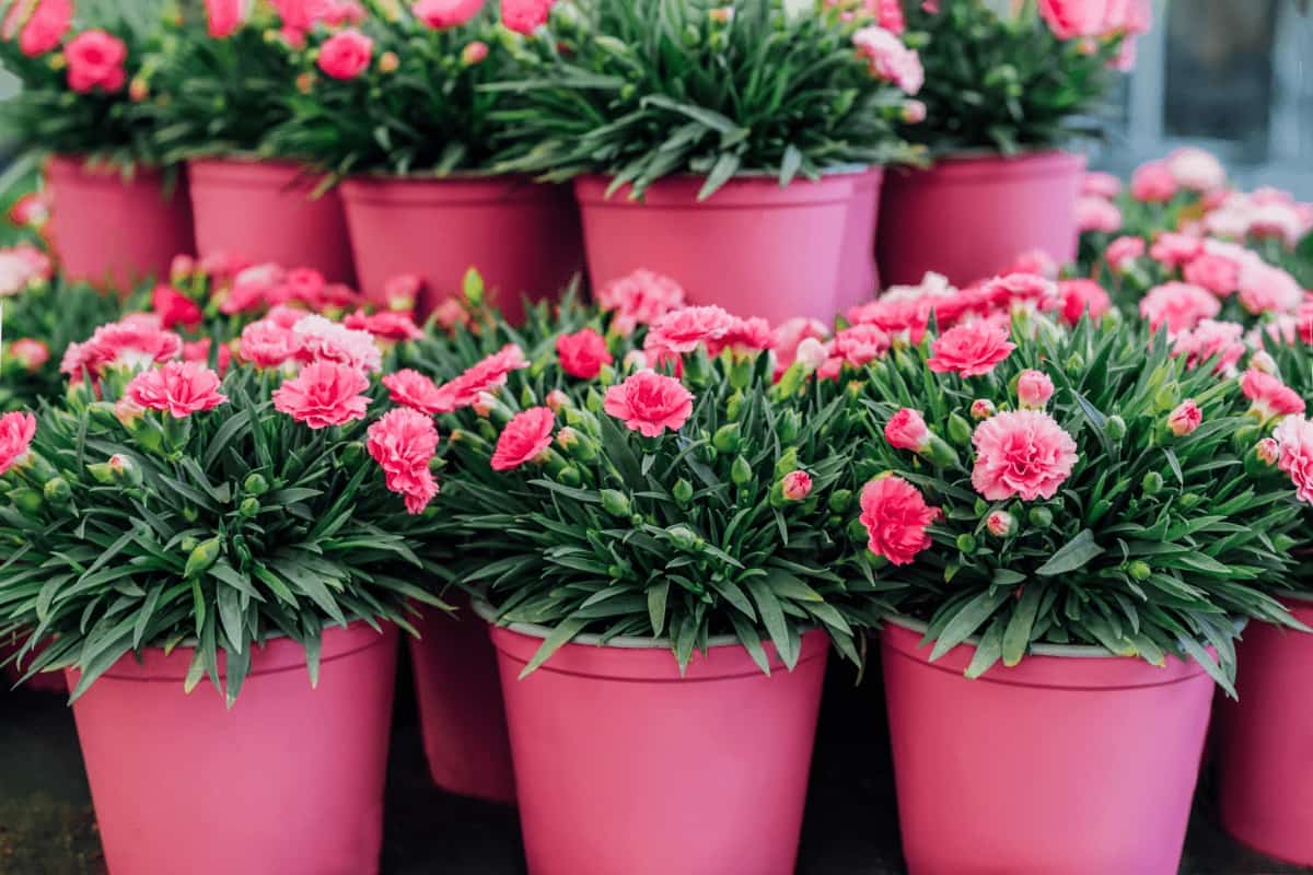 Pink Carnation Flower in Plant Pots