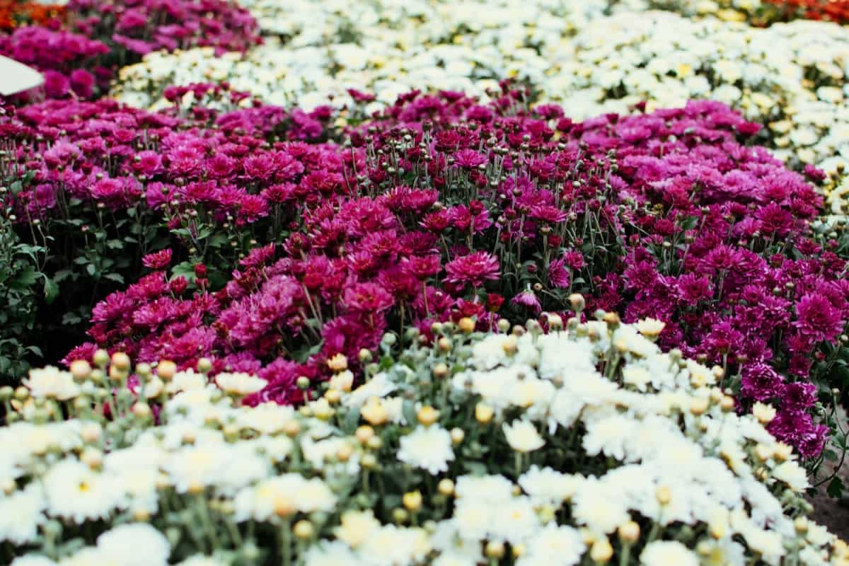 How to Plant and Care for Chrysanthemums