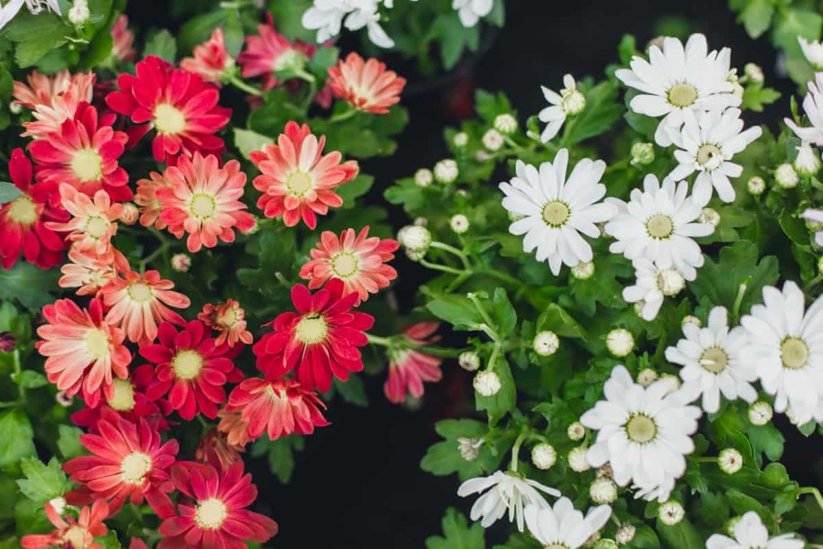 Red and White Chrysanthemums