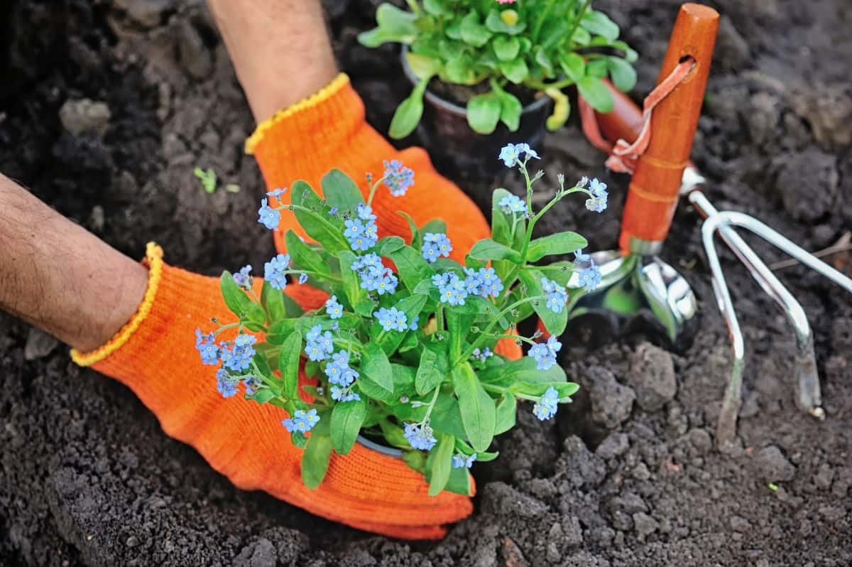 How to Plant and Care for Forget Me Not Plant