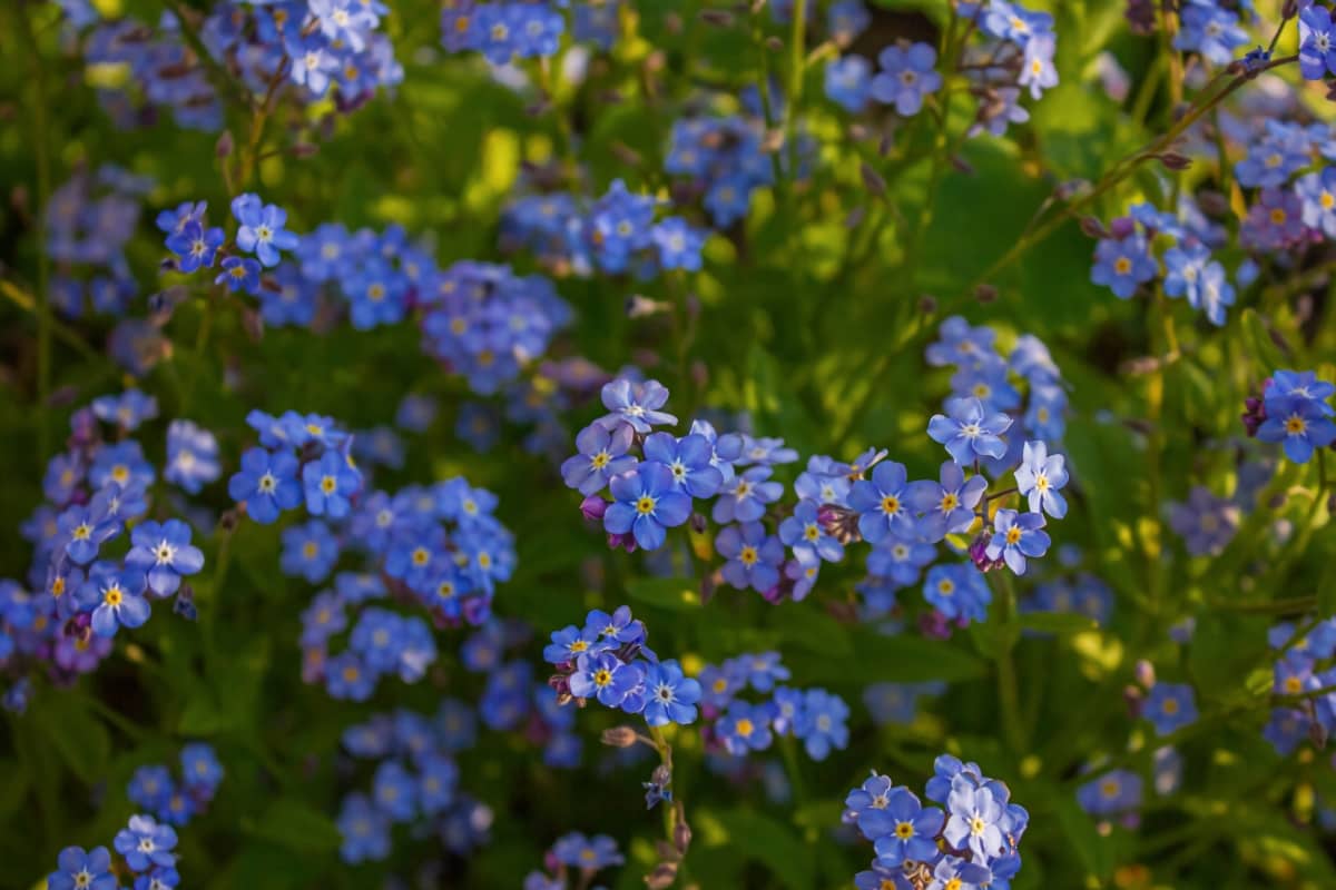 Blue Forget Me Not Flowers