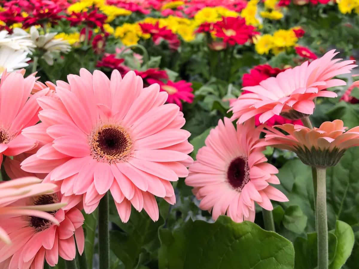 How to Plant and Care for Gerbera Daisies