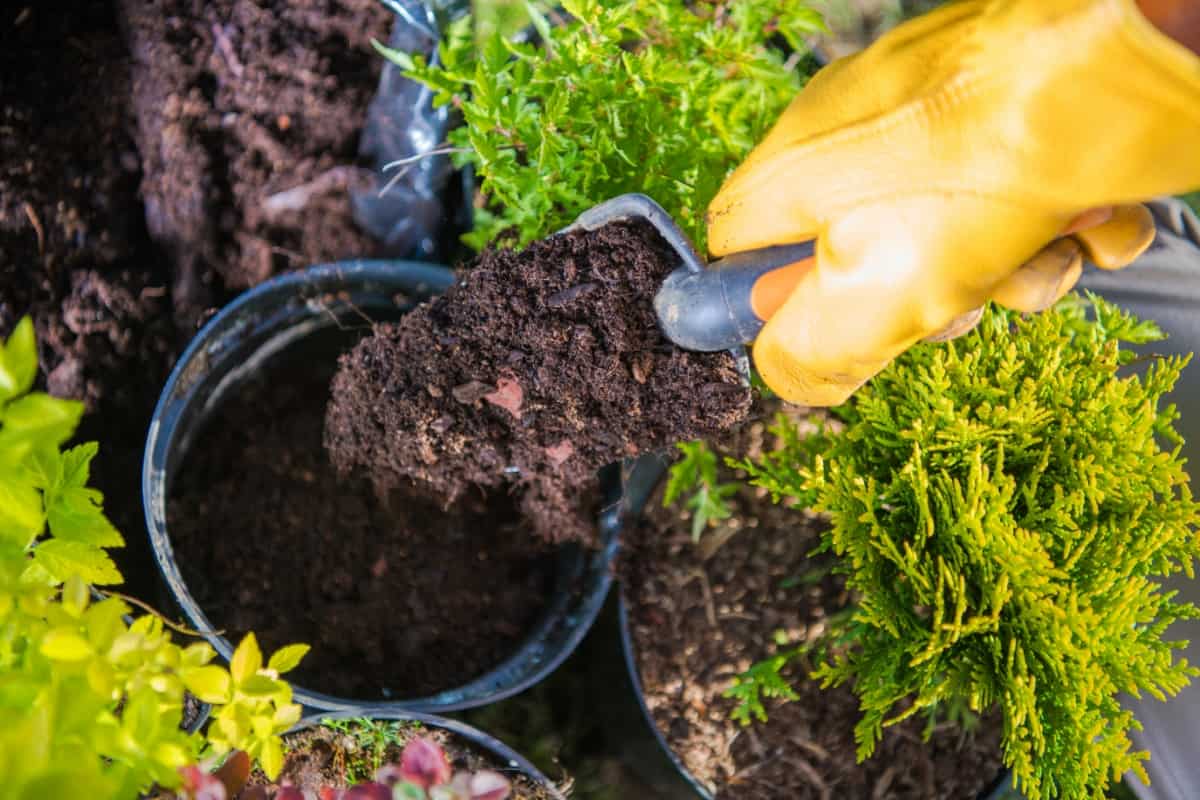 Gardener Filling Plant Pots with Potting Soil