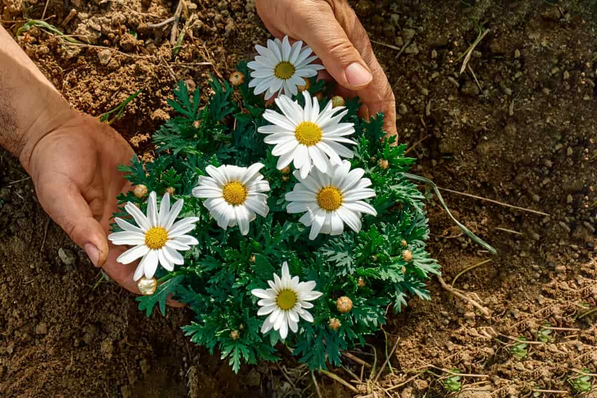 Planting Daisy Flowers in The Soil 