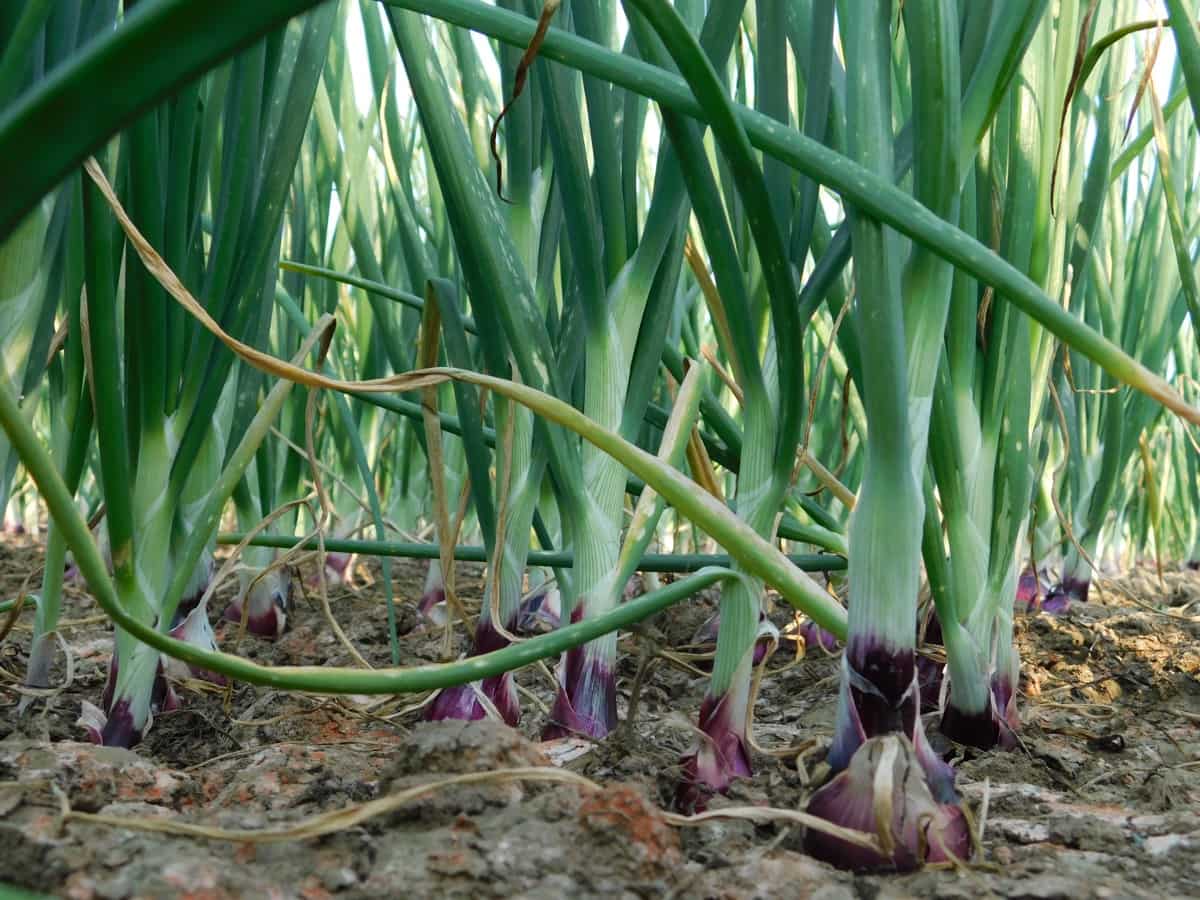 How to Prevent Onion Downy Mildew