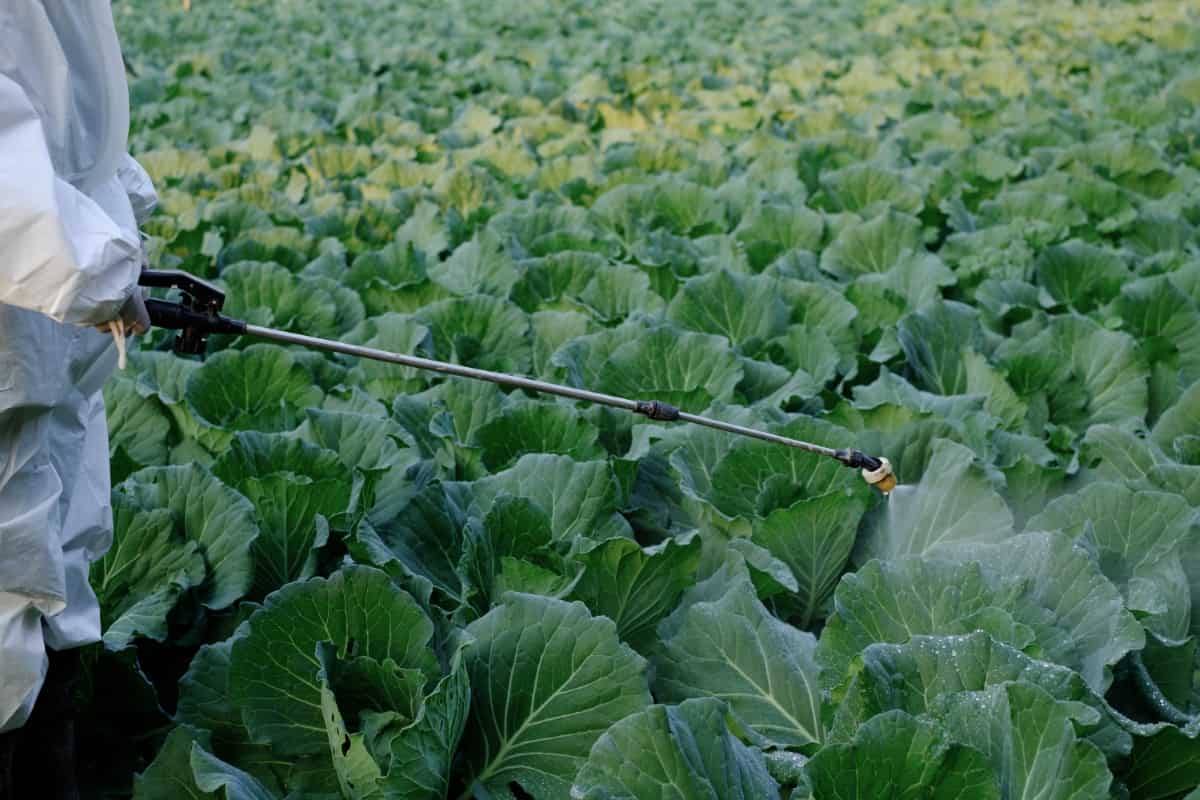 Spray Insecticide on Cabbage Plant