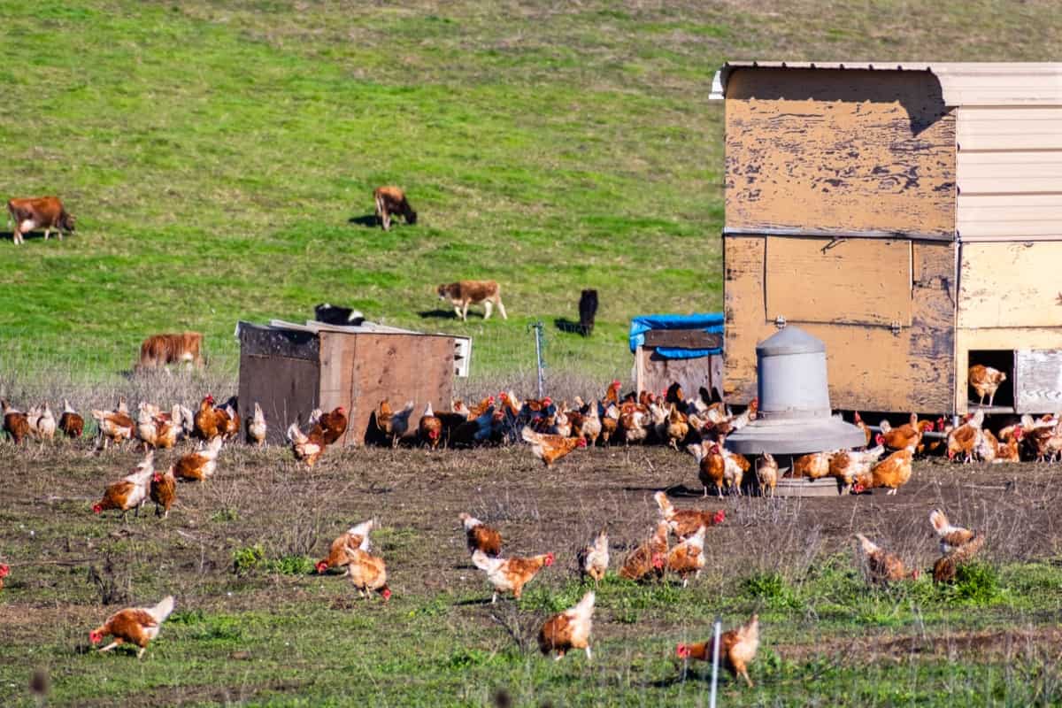 Organic Meat Chicken Farming
