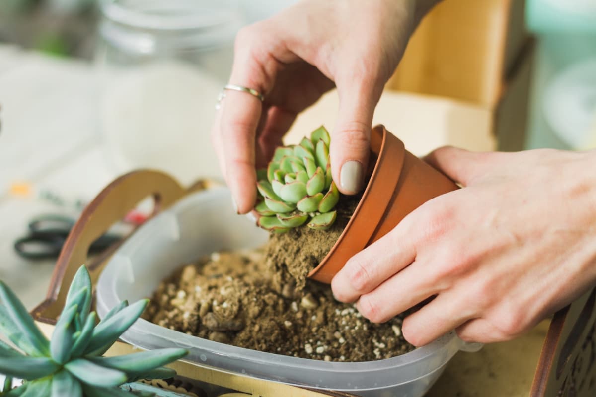 How to Revive Dying Succulents