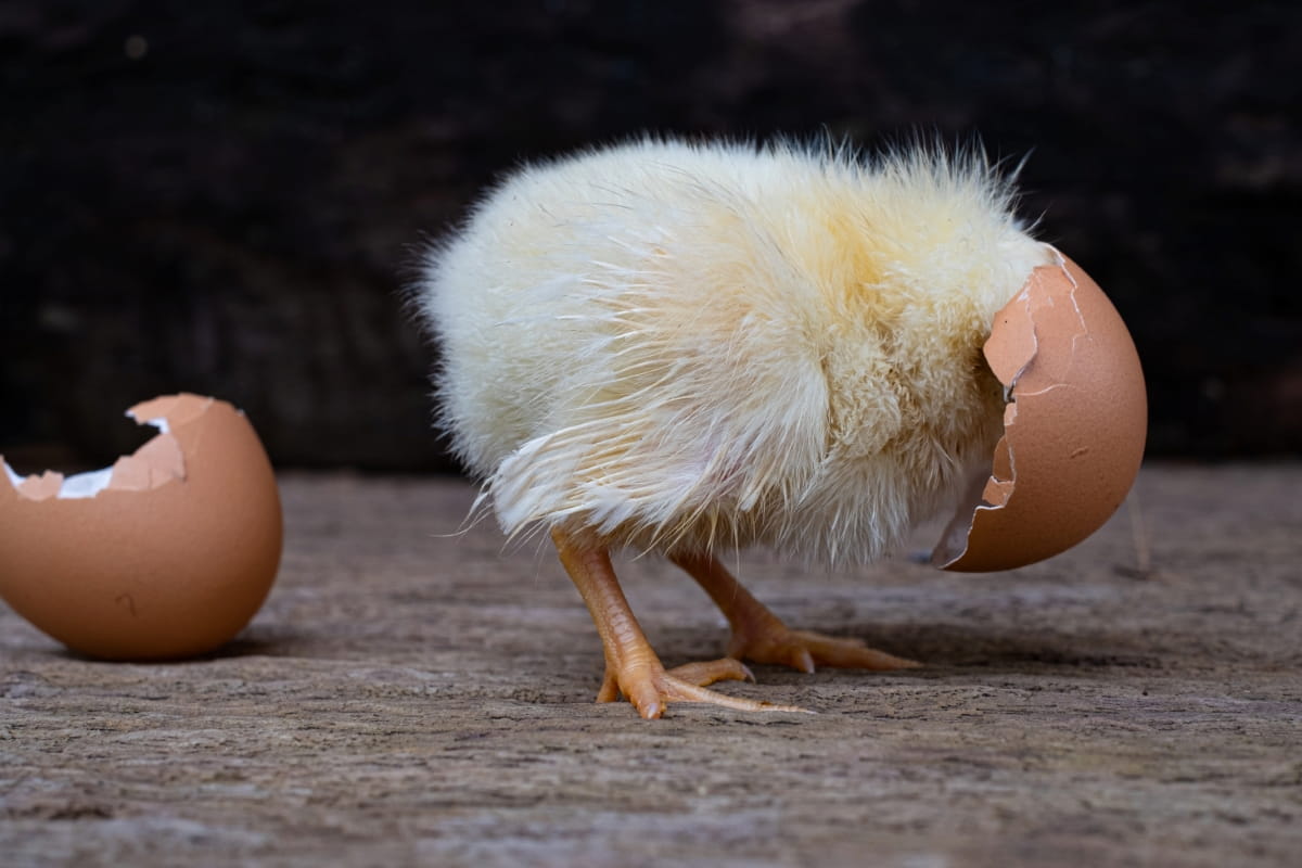 Chicken Hatching from An Egg