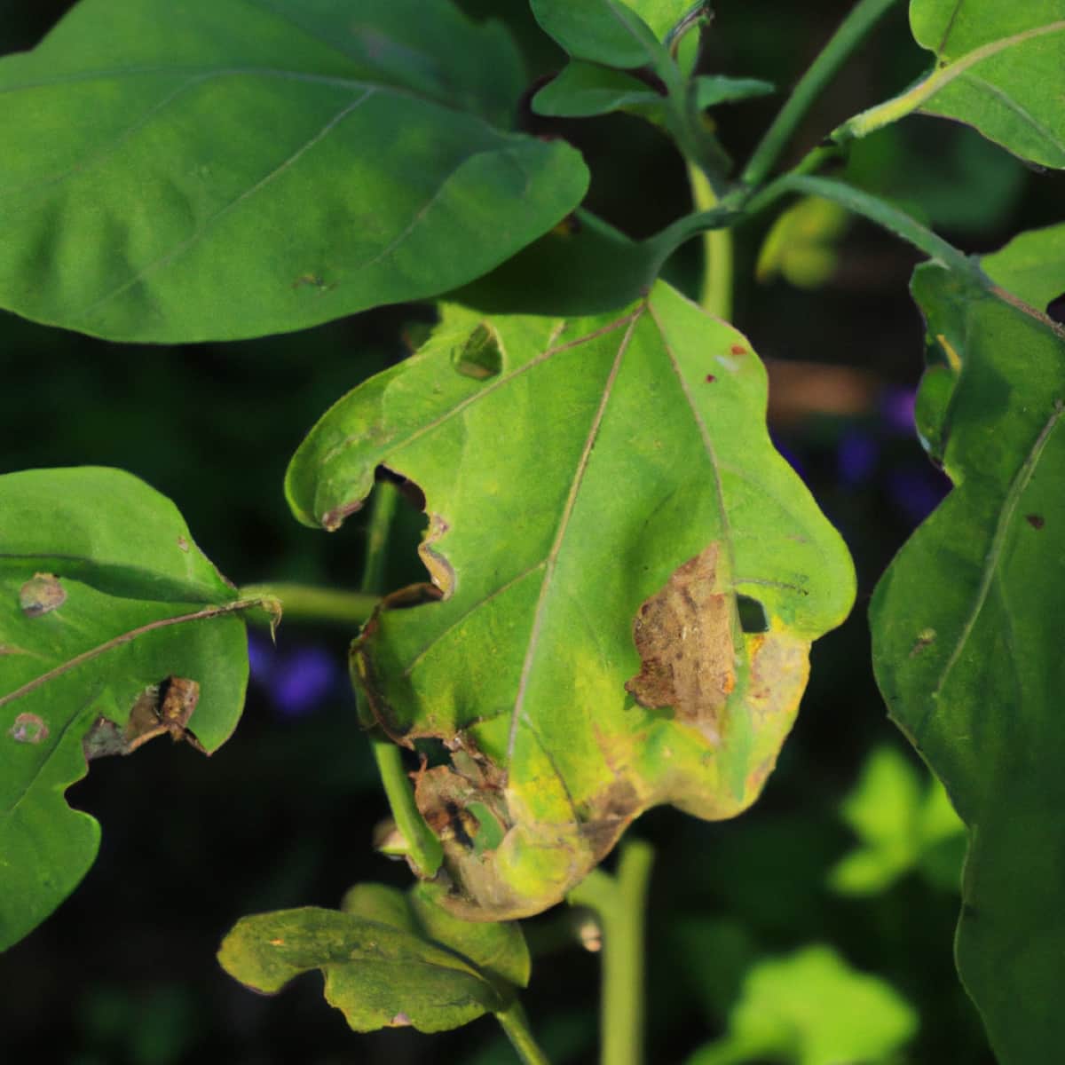How to Treat Early Blight in Eggplants