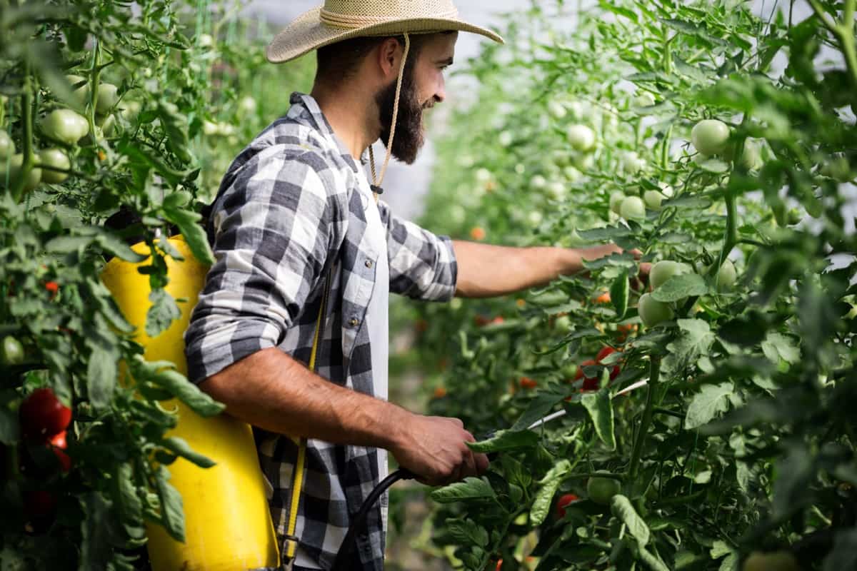 Pest control in tomato farming