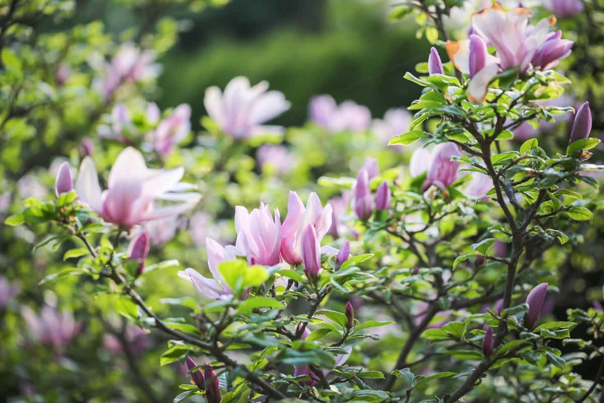 How to Treat Yellow Leaves on Your Magnolia Tree