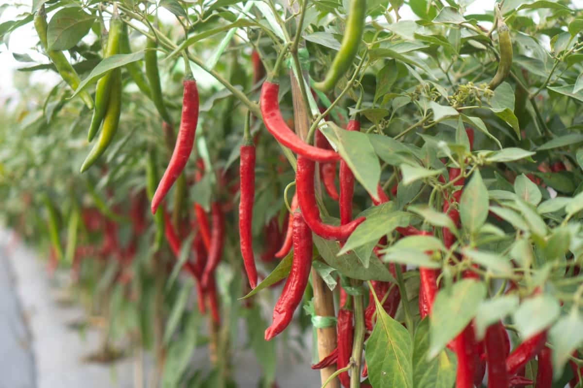 Latest Pesticide For Chilli Plants