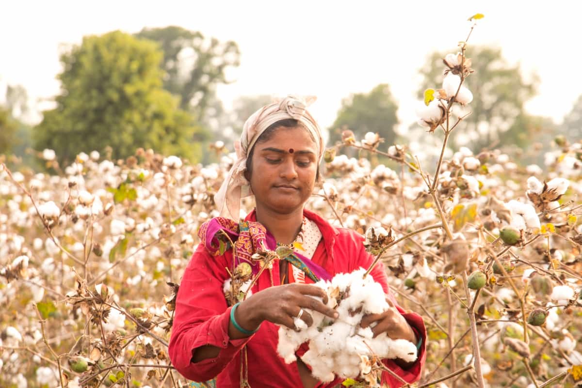 Harvesting Cotton