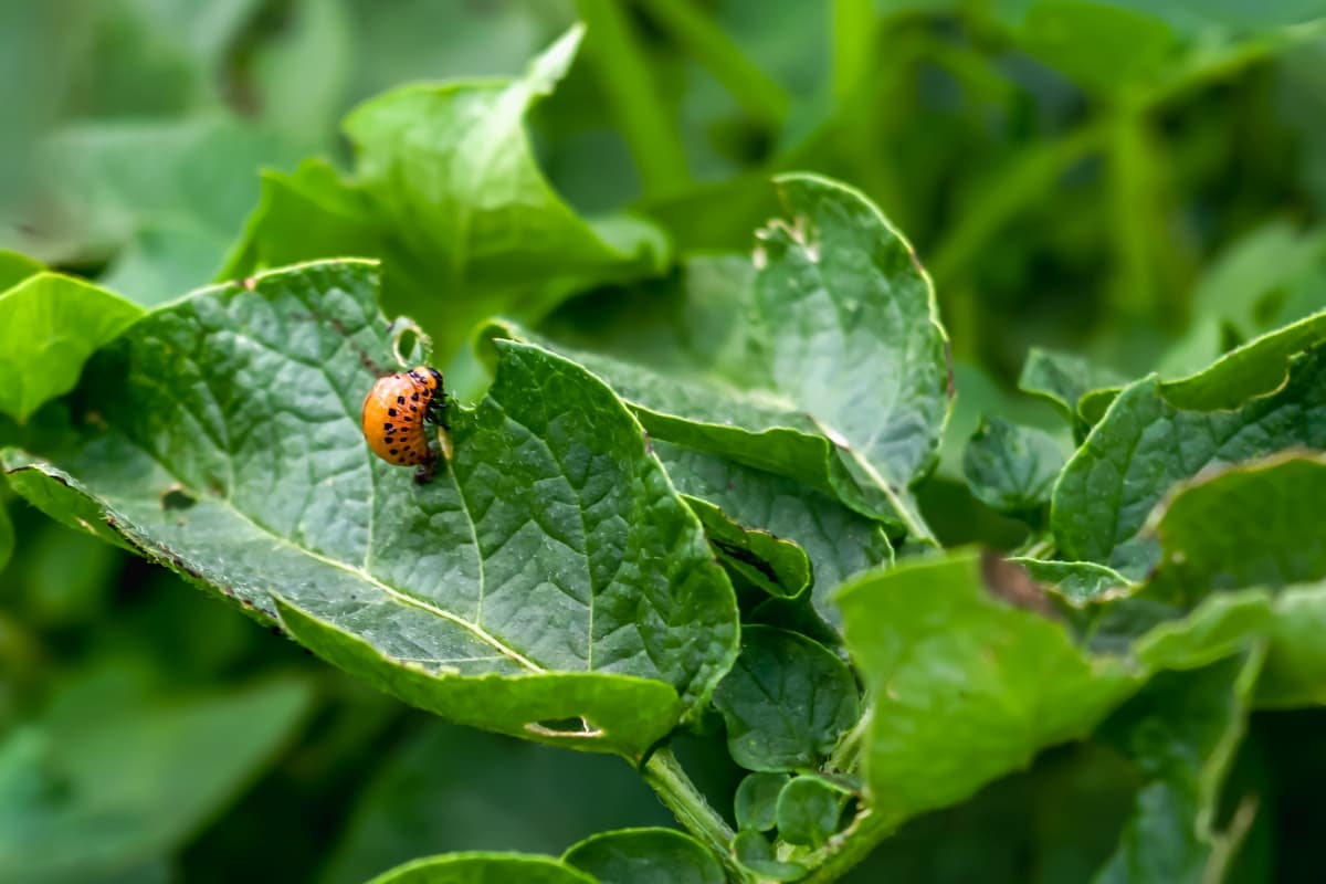 Managing Potato Pests and Diseases Organically

