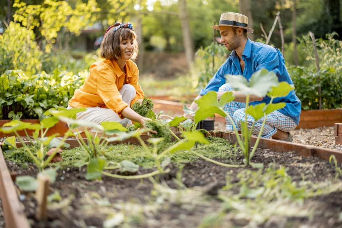 Minnesota Vegetable Gardening Calendar and Planting Guide