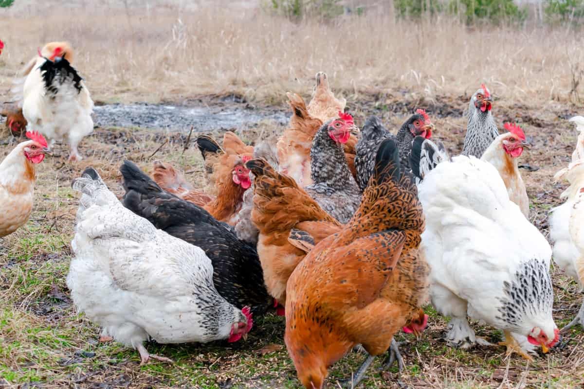 Top 10 Mistakes People Make Raising Chickens