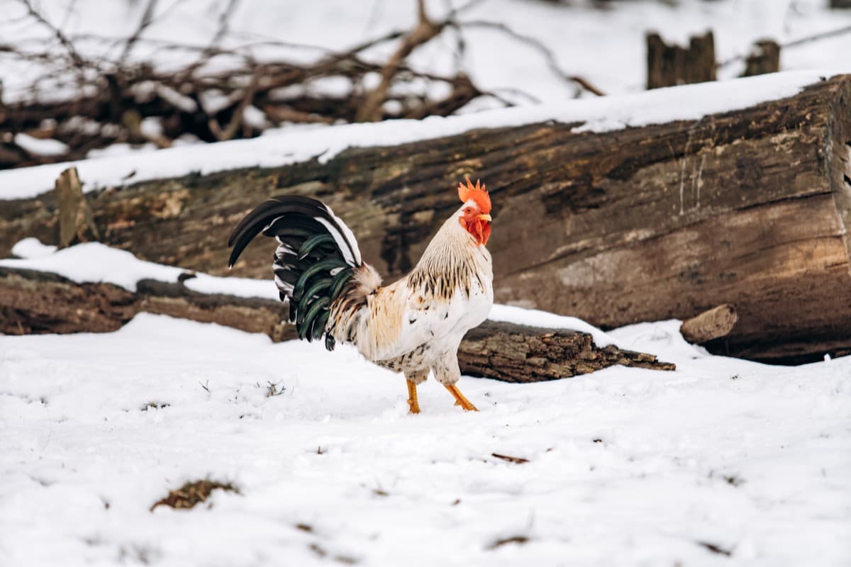 10 Mistakes to Avoid with Chickens in Winter