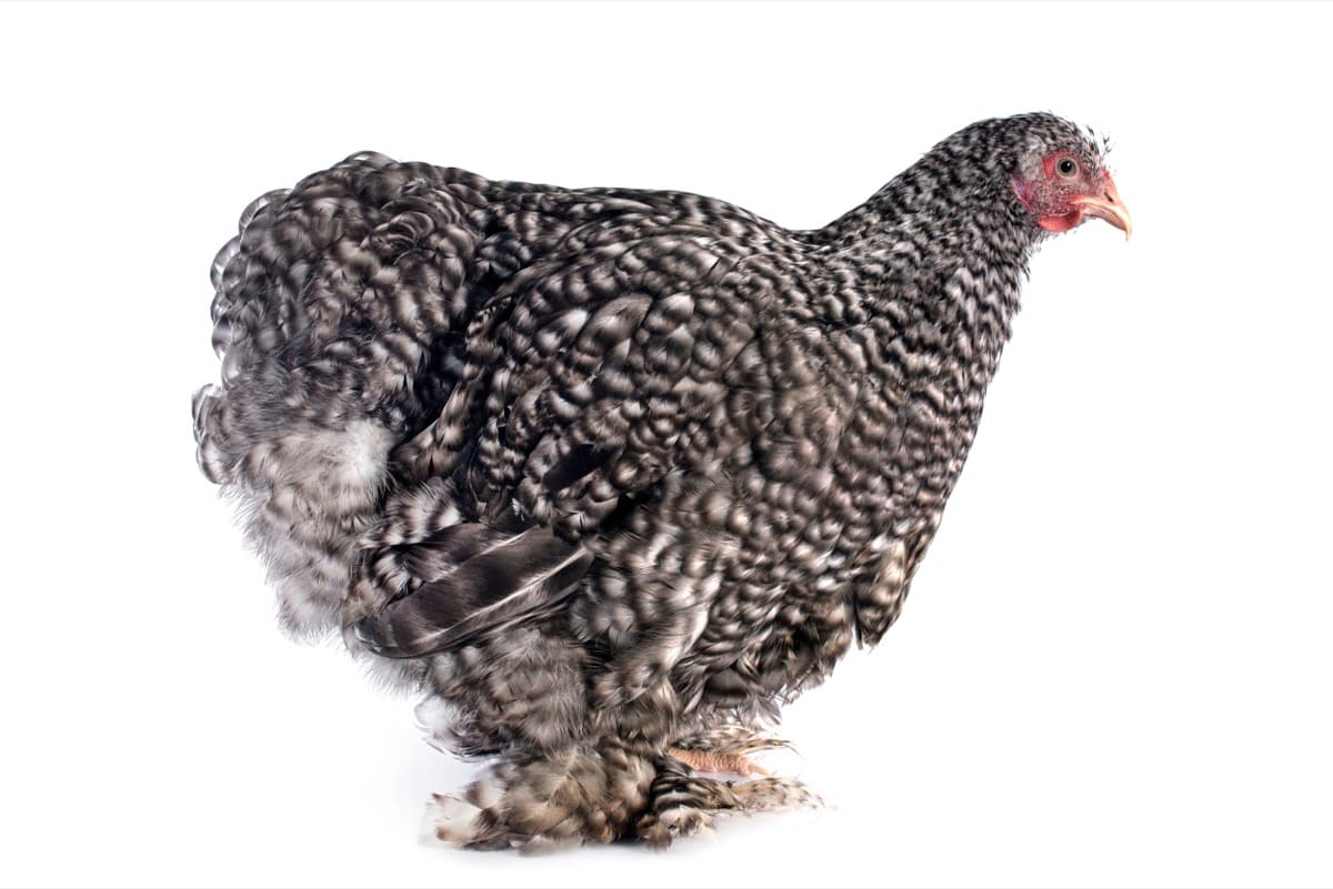 10 Most Popular Ornamental Chicken Breeds: Cochin Chicken Breed
