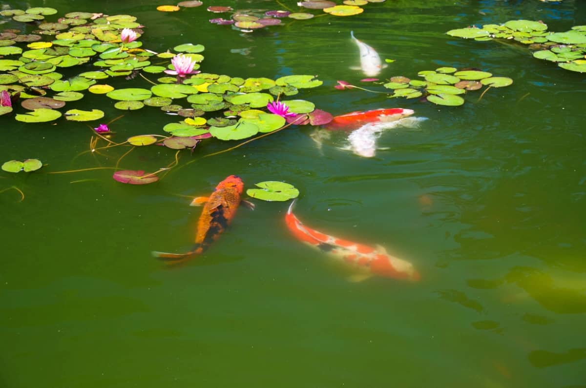 Natural Ways to Increase Fish Feed Production in Ponds