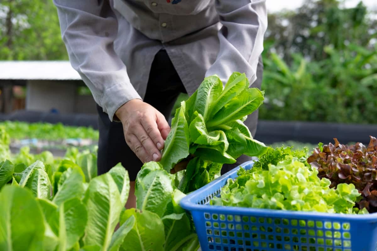 Agriculturist Cutting Fresh Organic Vegetable