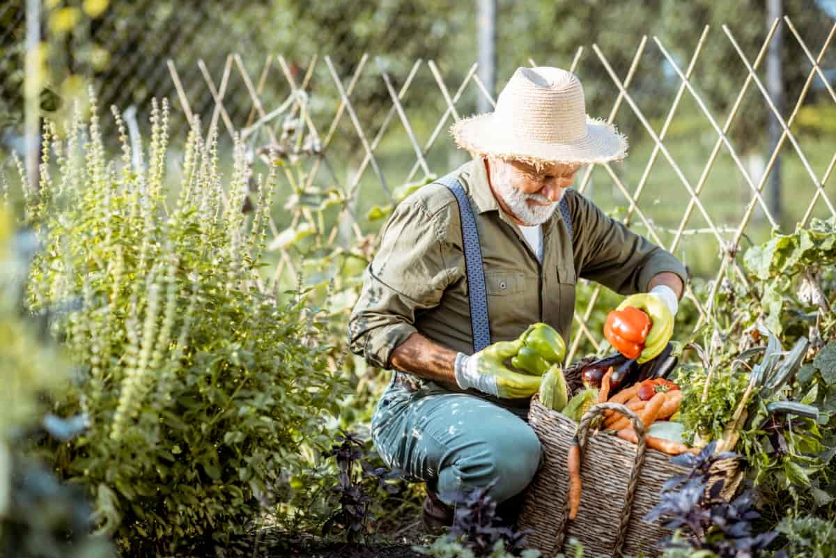 Farmer Working on An Organic Vegetable Garden