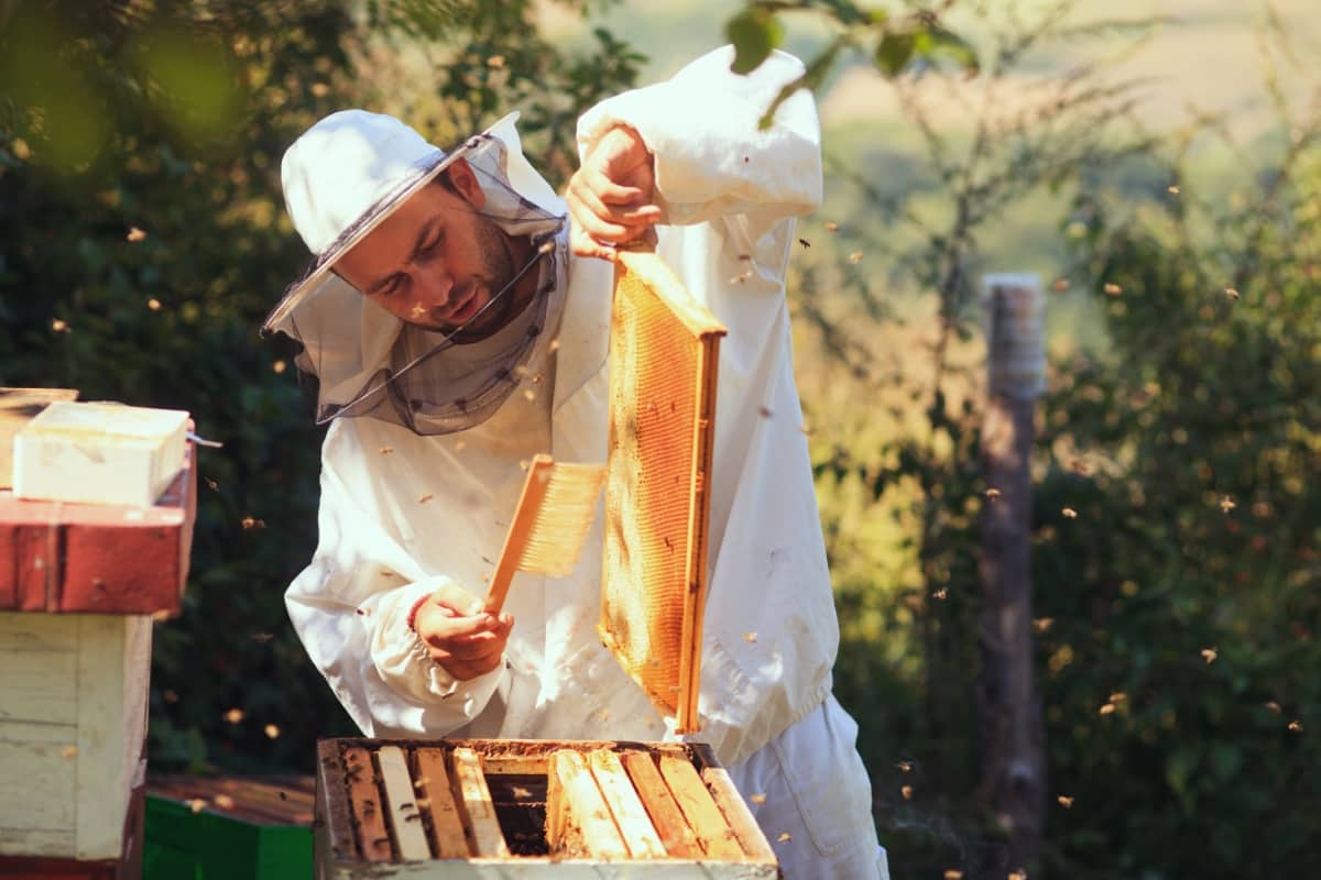 Organic Beekeeping