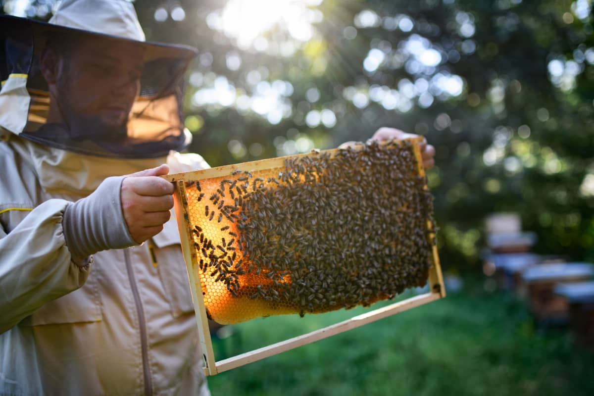 Beekeeper Holding Honeycomb