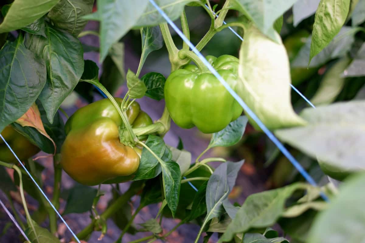 Organic Solutions for Bell Pepper Pests and Diseases
